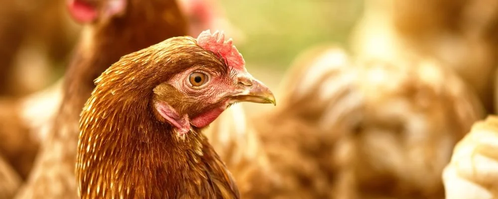 Brasil bate recorde de receita com exportação de frango – US$ 922,1 milhões